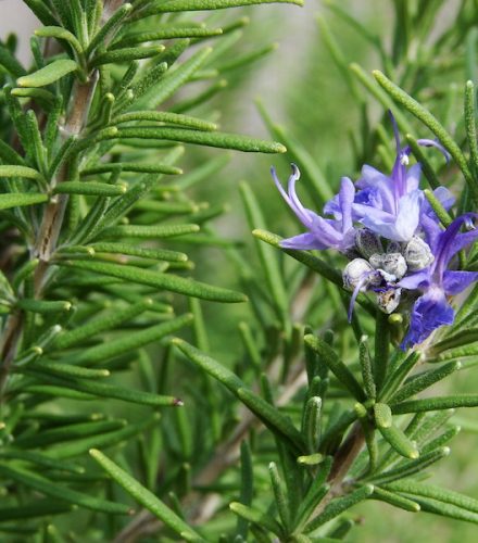 Rosemary Infused Olive Oil
